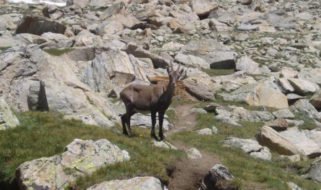 Saas-Fee zomer